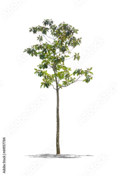 Fototapeta Beautifull green tree on a white background in high definition