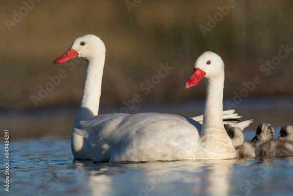 Fototapeta Coscoroba swan with cygnets swimming in a lagoon , La Pampa Province, Patagonia, Argentina.