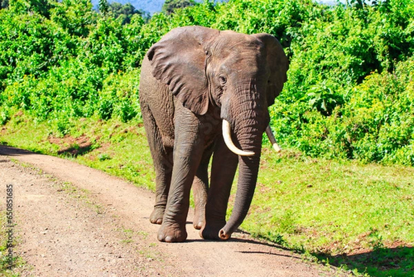 Fototapeta A Young Bull elephant is ready to charge on the trails in the Aberdare National Park, Kenya