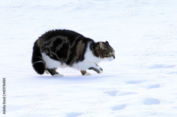 Obraz Eine junge Katze macht im Winter im Schnee einen Katzenbuckel