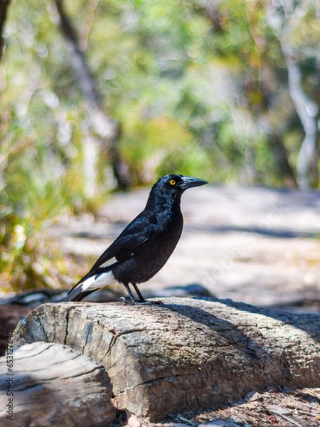 Fototapeta A yellow eyed Pied Currawong standing on a rock shelf looking for a meal. 