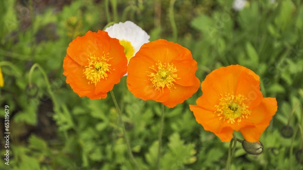 Fototapeta St. Moritz, Bergblumen, Schweizer Alpen, Bergmohn, Graubünden