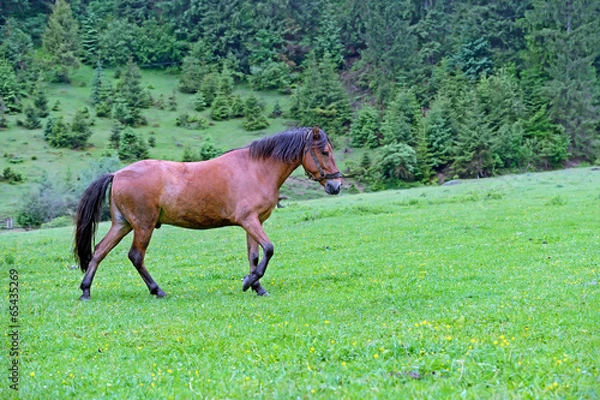 Fototapeta Horse on a background of mountain