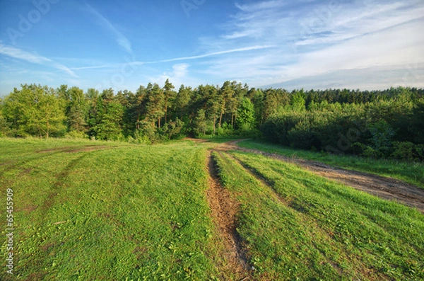 Fototapeta Road towards the forest