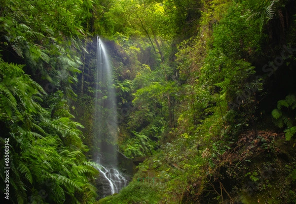 Fototapeta Bosque de Laurisilva, helechos y una cascada en la Isla de La Palma, Canarias.