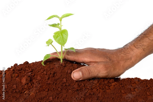 Fototapeta Gardener's hands taking care of growing plants in the ground. Isolated white background.