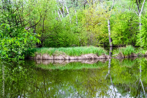 Fototapeta Beautiful grass swamp reed growing on shore reservoir in countryside