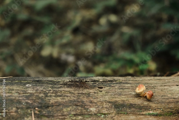 Fototapeta Many poisonous mushrooms growing in forest near tree stump