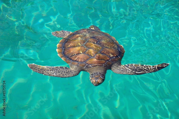 Fototapeta Schildkröte im Wasser