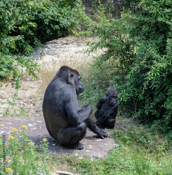 Fototapeta The mountain gorilla (Gorilla beringei beringei) is a subspecies of eastern gorilla. This is the second largest primate in the world