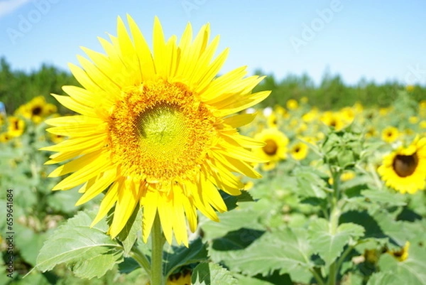 Fototapeta Beautiful and fresh sunflowers growing in a field on a farm.