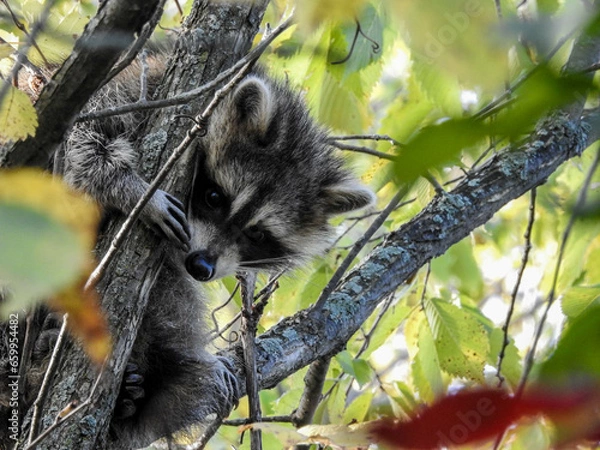 Fototapeta Young Raccoon trying to stay hidden high up in the trees while fully displaying his adorable masked eyes