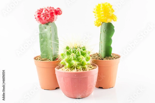 Fototapeta Cactus On White Background