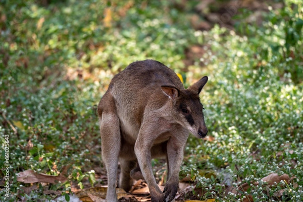 Fototapeta The agile wallaby, Notamacropus agilis, also known as the sandy wallaby