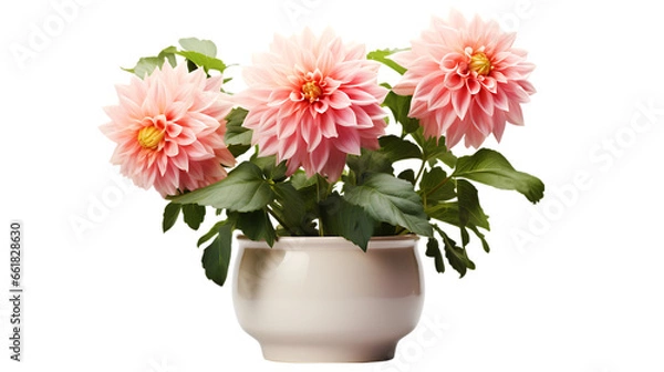 Fototapeta Dahlia with Large Bloom in Glazed Pot Isolated on Transparent or White Background, PNG