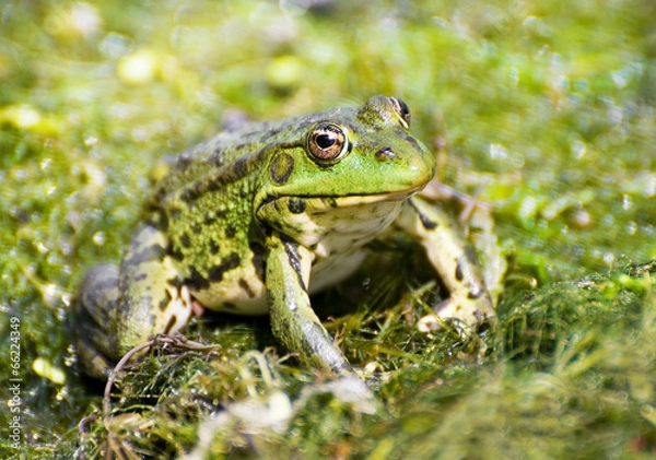 Obraz Portrait of marsh green big frog sitting in the water