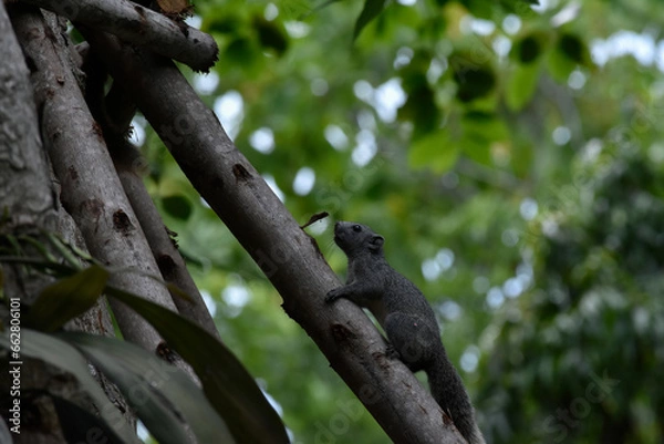 Fototapeta squirrel