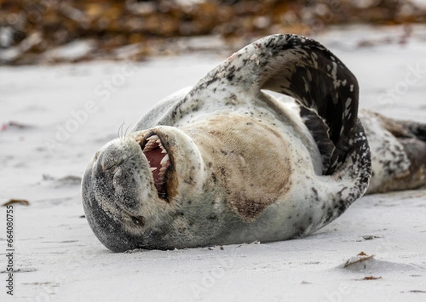 Fototapeta Leopard Seal on beach