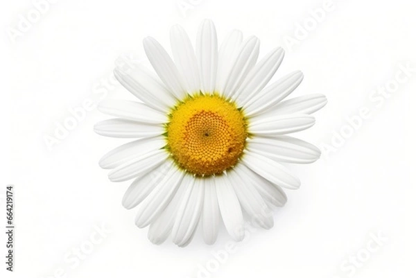 Fototapeta Common daisy isolated on white background.