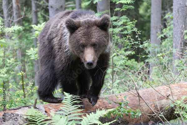 Obraz Brown bear walking on fallen tree in spruce forest.