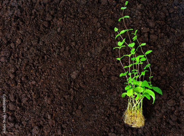 Fototapeta Fresh Mint Plants with Rich Roots Ready for Transplanting