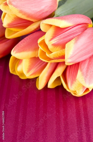 Obraz color tulip