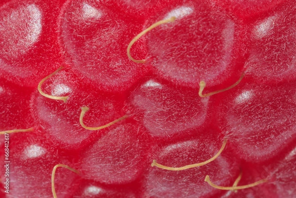 Fototapeta Texture of ripe raspberry as background, macro view. Fresh berry