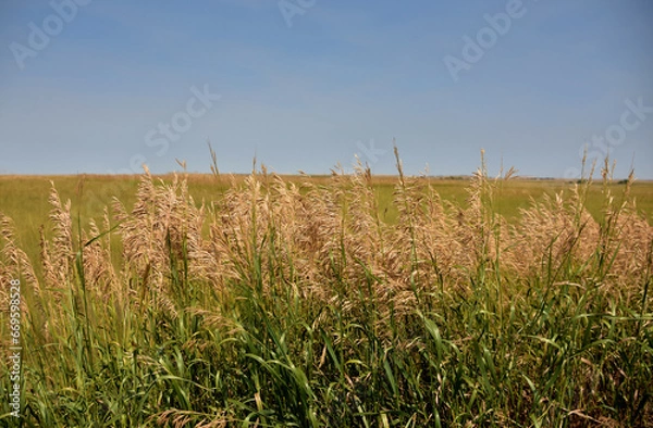 Fototapeta Prairie Grasses Growing in the Wild of South Dakota