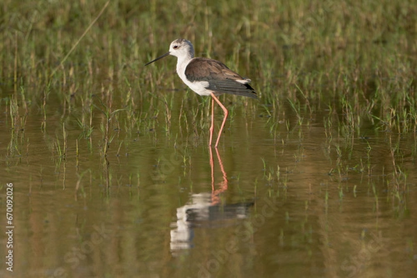 Fototapeta Black-winged stilt - Himantopus himantopus wading in the water at green background. Photo from Ranthambore National Park, Rajasthan, India.