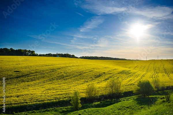 Fototapeta field of yellow rapeseed against the blue sky