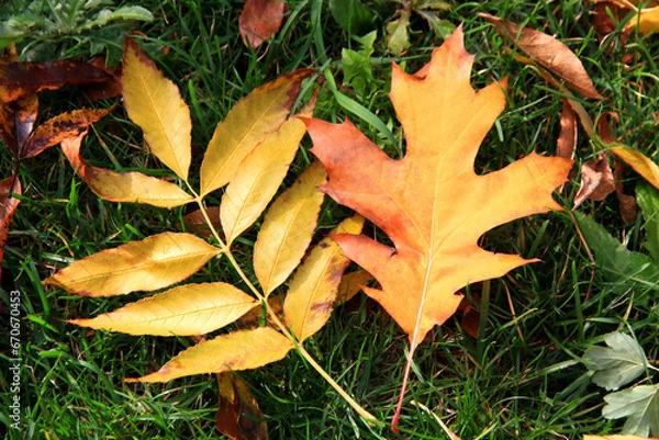 Obraz Close-up photo of two fallen yellow-orange autumn leaves on green grass in the park