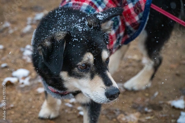 Fototapeta portrait of a dog husky mix