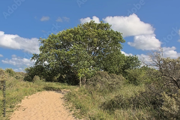 Fototapeta Sunny hiking trail through the dunes with trees and shrubs of `De Westhoek` nature reserve on a suny summer day , De Panne, Belgium