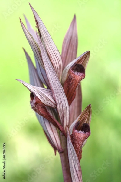 Fototapeta Wild orchid: Serapis Vomeracea