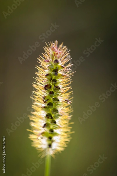 Fototapeta Hairy plant at sunset