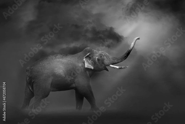 Fototapeta Tailess Tusker, a fineart perspective