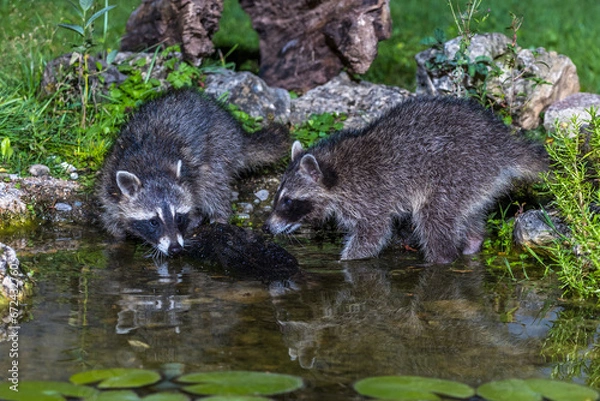 Fototapeta Waschbären (Procyon lotor)