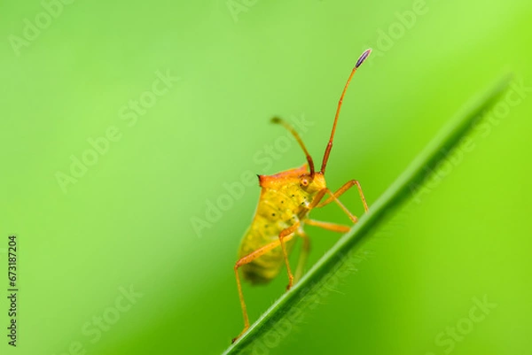 Fototapeta Closeup of a single orange-yellow beetle clinging to the tip of a grass plant on a green background.