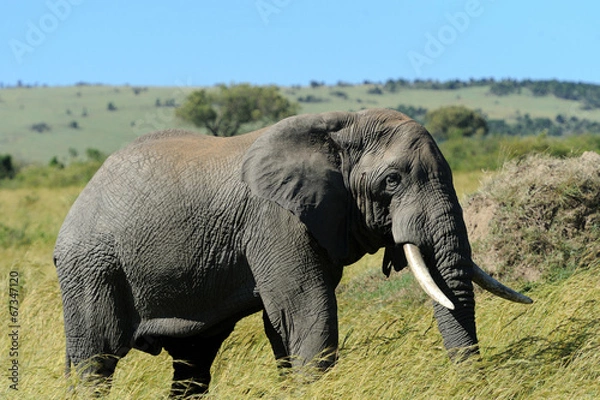 Fototapeta Elephant