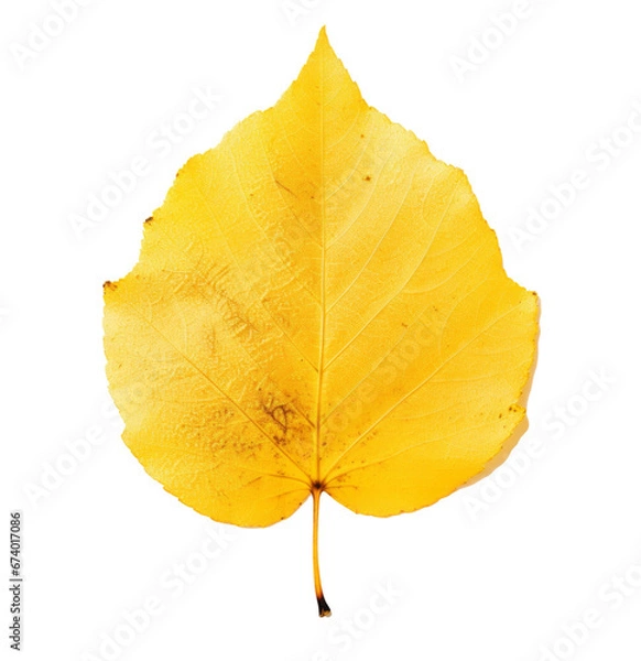 Fototapeta yellow leaf isolated