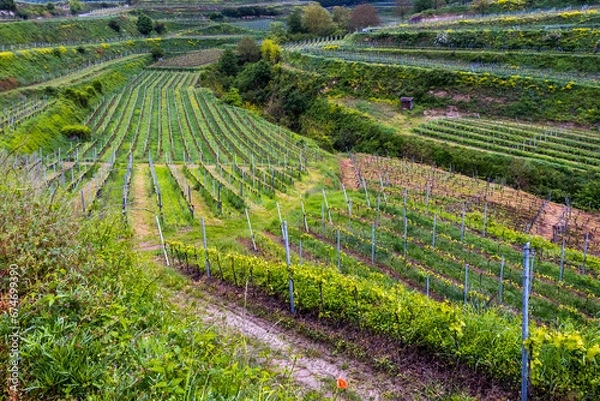 Fototapeta Weinberge bei Ihringen, Kaiserstuhl