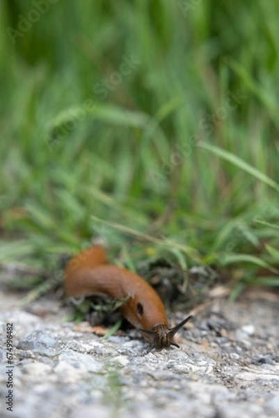 Fototapeta Close-up of a slug slowly crawling among green grass