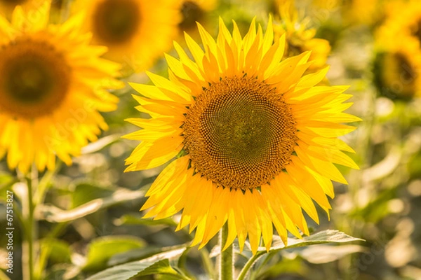 Fototapeta sunflowers