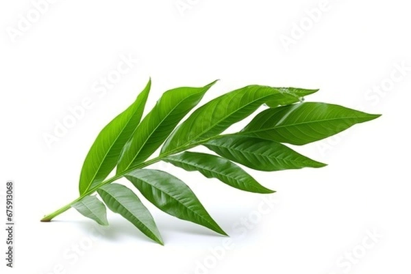 Fototapeta green leaf isolated on white background Created with generative Ai