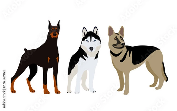 Fototapeta Set of dog breeds: doberman, husky and german shepherd. Dog breeds vector illustration on white background.