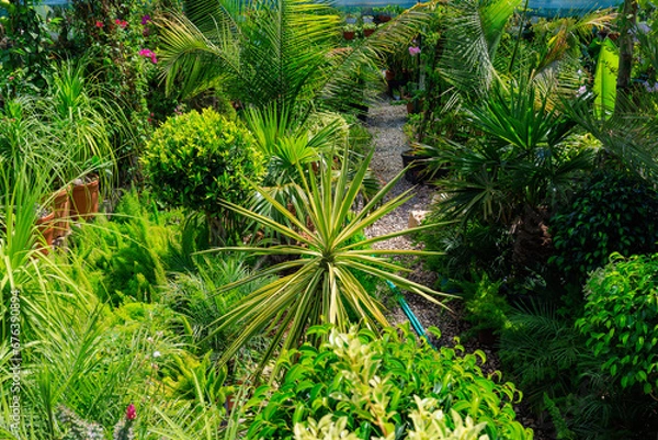 Fototapeta Garden for growing ornamental plants. Background with selective focus and copy space