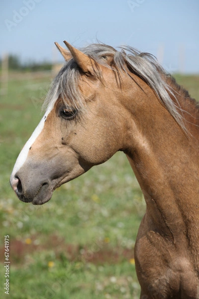 Fototapeta Nice sport pony standing on pasturage