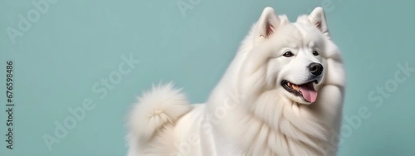 Fototapeta Studio portraits of a funny Samoyed dog on a plain and colored background. Creative animal concept, dog on a uniform background for design and advertising.