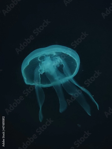 Fototapeta Beautiful jelly fish (medusa) floating in dark water with a dark background in blue tones 