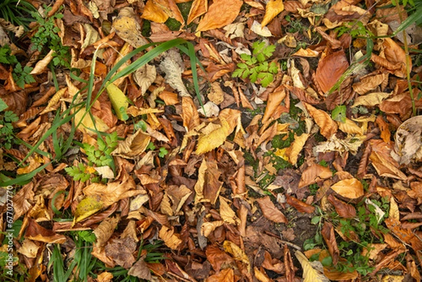 Fototapeta Beautiful view of leaves in autumn forest.